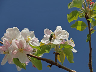 Obstblüten mit Rosenkäfer