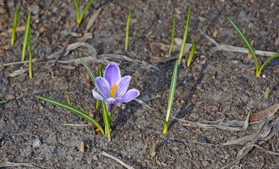 Saffron is grown in open ground and in pots. Crocuses bloom in early spring.