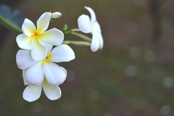 Fototapeta na wymiar flower blooming.Beautiful flowers in the garden. 