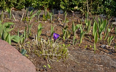 Saffron is grown in open ground and in pots. Crocuses bloom in early spring.