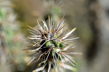 Stacheliger Kaktus