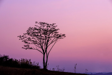 Fototapeta na wymiar silhouette of grass flower and tree during sunset, sun beam sun flare
