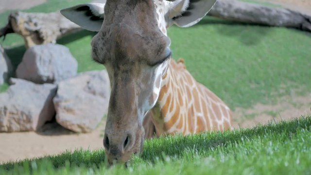 Vista desde arriba y de cerca de cabeza de jirafa adulta comiendo hierva dentro de zoo con rocas de fondo