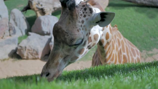 Vista desde arriba y de cerca de cabeza de jirafa adulta comiendo hierva y rocas de fondo