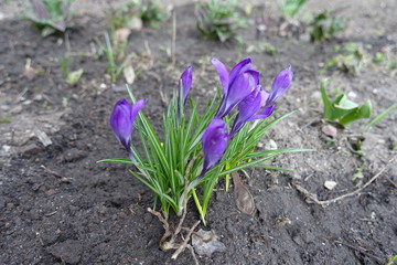 Opening flowers of violet Crocus vernus in March