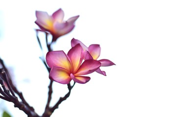 Beautiful flowers in the garden Blooming in the summer.Landscaped Formal Garden.