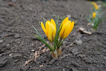 Obraz premium Blossoming two amber yellow crocuses in March