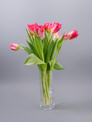 spring tender flowers tulips on a gray background