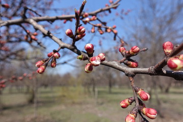 Leafless branch of apricot tree with closed flower buds in spring