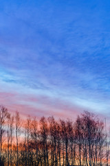 Fototapeta na wymiar Dramatic sky and clouds, trees silhouettes on a sunrize. Nature background