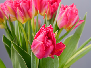 spring tender flowers tulips on a gray background