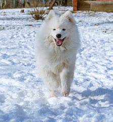 Happy faced samoyed dog running on snow towards camera