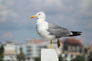 Obraz premium The white seagull rests by the sea
