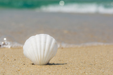 White seashell on the beach, close up