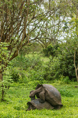 Fototapeta premium Galapagos Giant Tortoises mating having sex on Santa Cruz Island in Galapagos Islands. Giant Tortoise, Animals, nature and wildlife image close up of tortoise in the highlands of Galapagos, Ecuador.