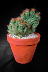 サボテン 金獅子