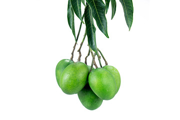 group of raw green green mangoes