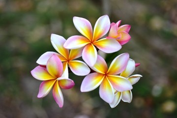 Beautiful flowers in the garden Blooming in the summer.Landscaped Formal Garden.	