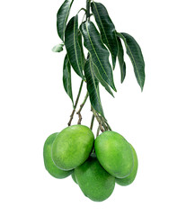 group of raw green mangoes with mango leaves