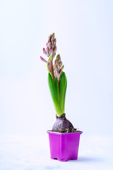 Purple hyacinth flower in a pot on white background