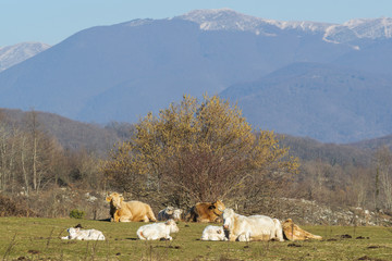Fototapeta premium Troupeau de vaches en pleine nature
