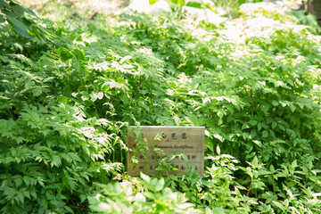 artemisia lactiflora
