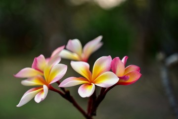 Fototapeta premium Colorful flowers in the garden.Plumeria flower blooming.Beautiful flowers in the garden Blooming in the summer