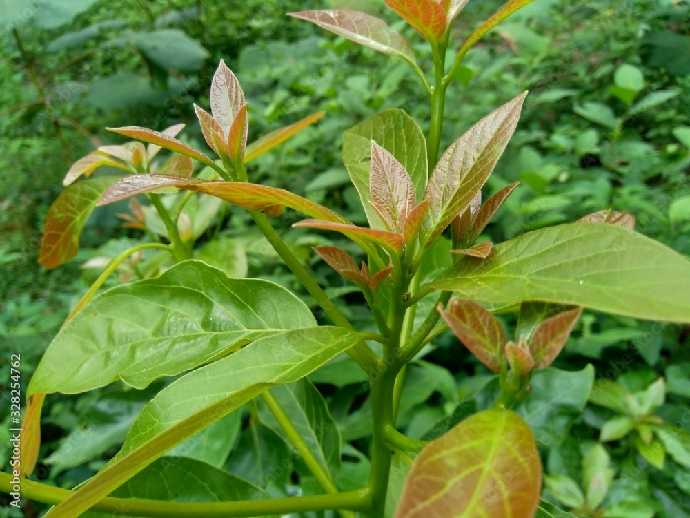 Wall mural green young avocado (persea americana) leaves in the nature background