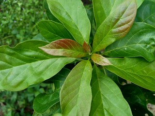 Green young avocado (Persea americana) leaves in the nature background