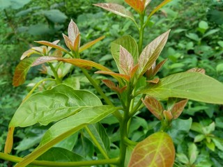 Green young avocado (Persea americana) leaves in the nature background