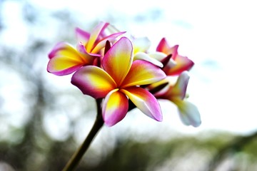 Fototapeta premium Colorful flowers in the garden.Plumeria flower blooming.Beautiful flowers in the garden Blooming in the summer