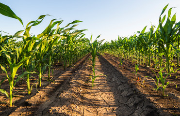 Green corn field in the sunset.