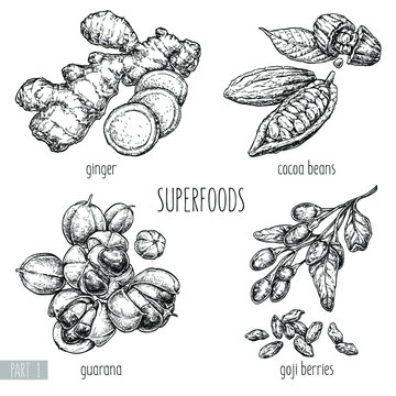 Superfood hand drawn vector illustration. Ginger, goji berries, guarana, cocoa beans on white background. Healthy food. Engraving sketch vintage style