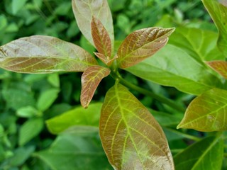 Green young avocado (Persea americana) leaves in the nature background