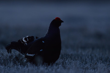 Black grouse contour at dawn