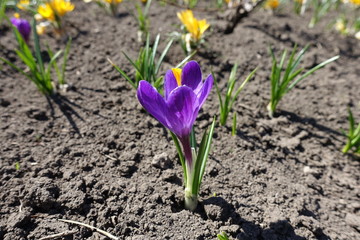 Crocuses with purple and yellow flowers in April