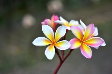 Colorful flowers in the garden.Plumeria flower blooming.Beautiful flowers in the garden Blooming in the summer