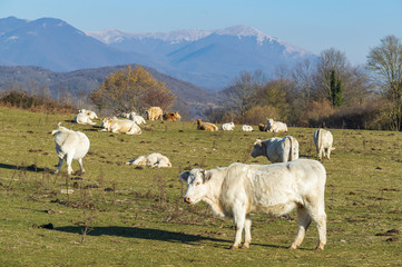 Obraz premium Troupeau de vaches en pleine nature