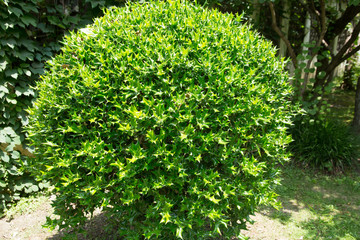 Chinese holly