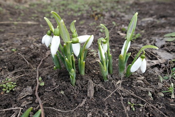 Opening flower buds of common snowdrops in March