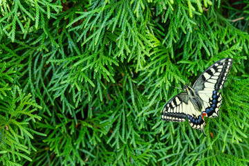 Butterfly with yellow wings sits on foliage of a thuja western against blurred background of greenery in garden. Selective focus. Beautiful Old World butterfly Swallowtail (Papilio Swallowtail).