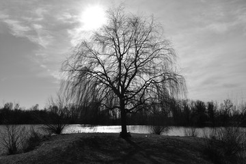 Baum am See