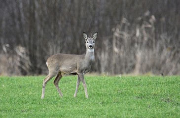 roe-deer © Arkadiusz