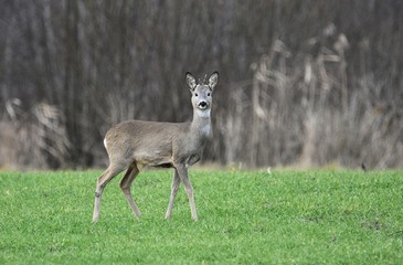 roe-deer