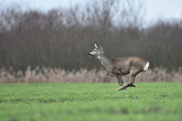 roe-deer © Arkadiusz