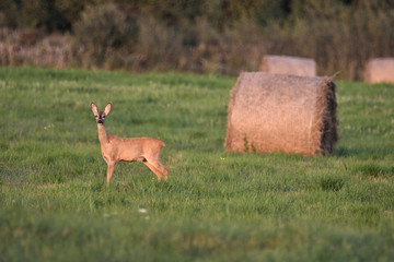 roe-deer © Arkadiusz