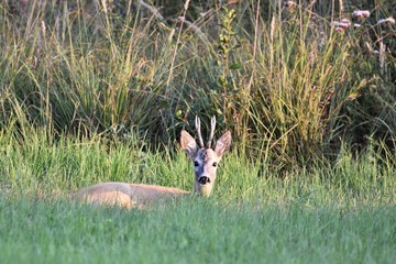 roe-deer © Arkadiusz