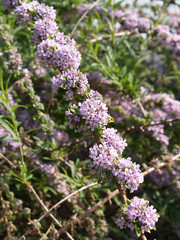 Lila Blüten im Busch