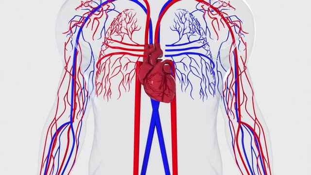 Anatomy of the human circulatory system from head to toe, computer generated. 3d rendering blood vessels. The medical background