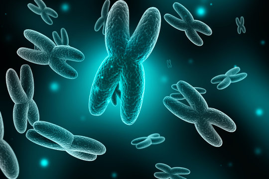 3d rendering human body chromosomes